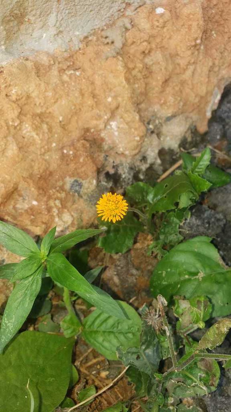 Capitaneja photo 6