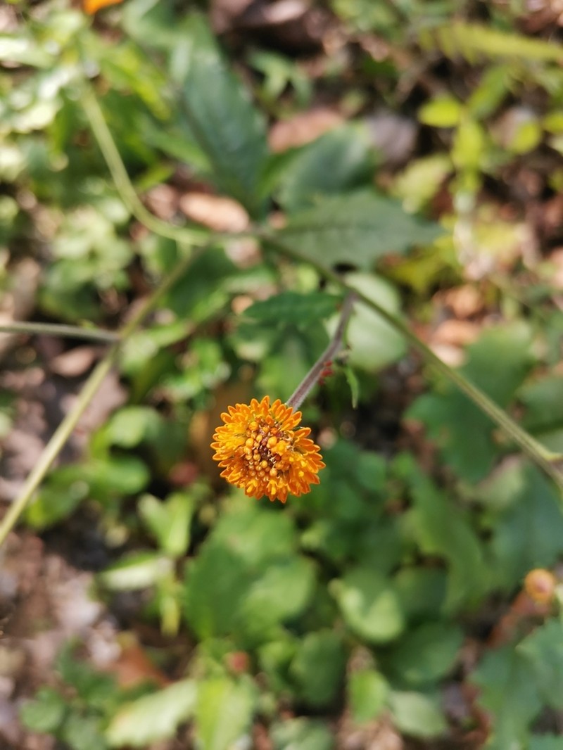 Capitaneja photo 8