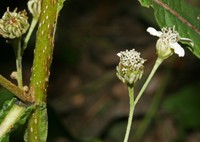 Verbesina albissima