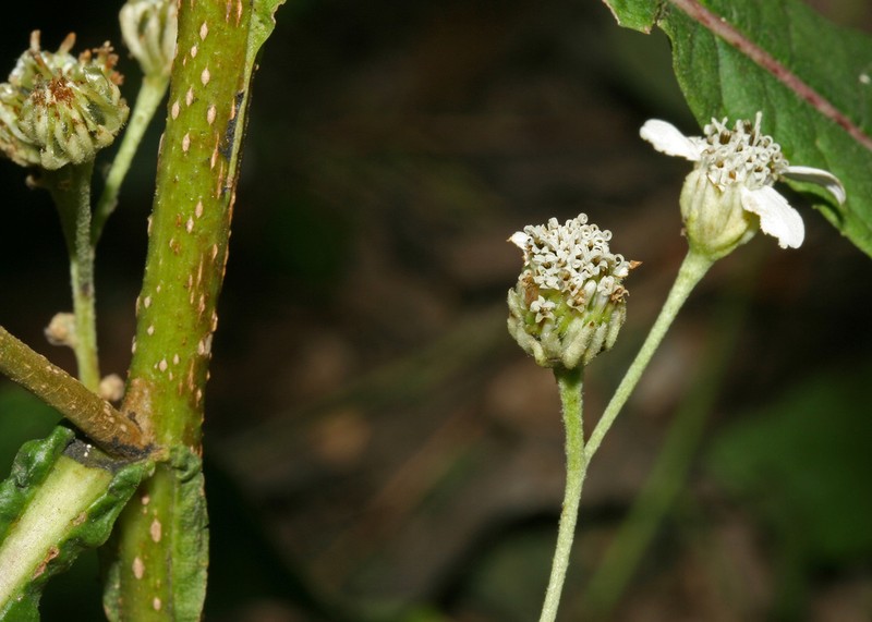 Verbesina albissima