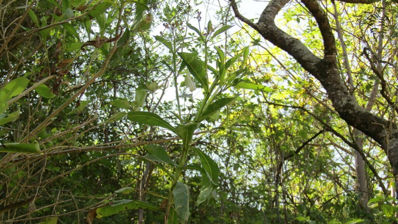 Verbesina albissima photo 2