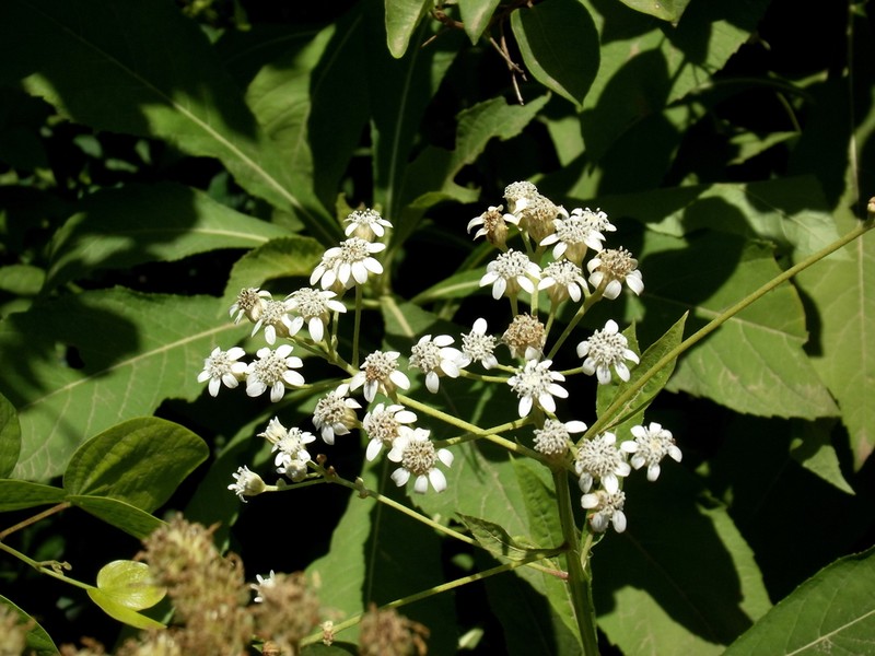 Verbesina albissima photo 3