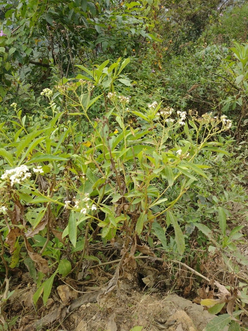 Verbesina albissima photo 4