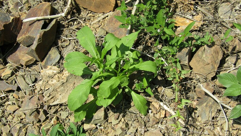 Verbesina albissima photo 5
