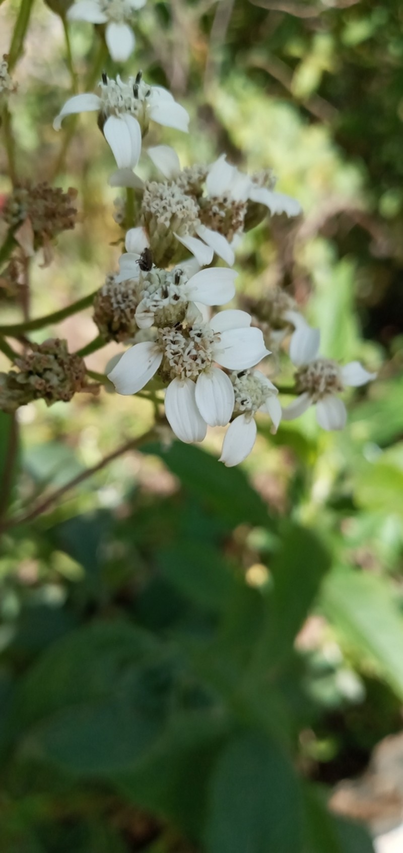 Verbesina albissima photo 6