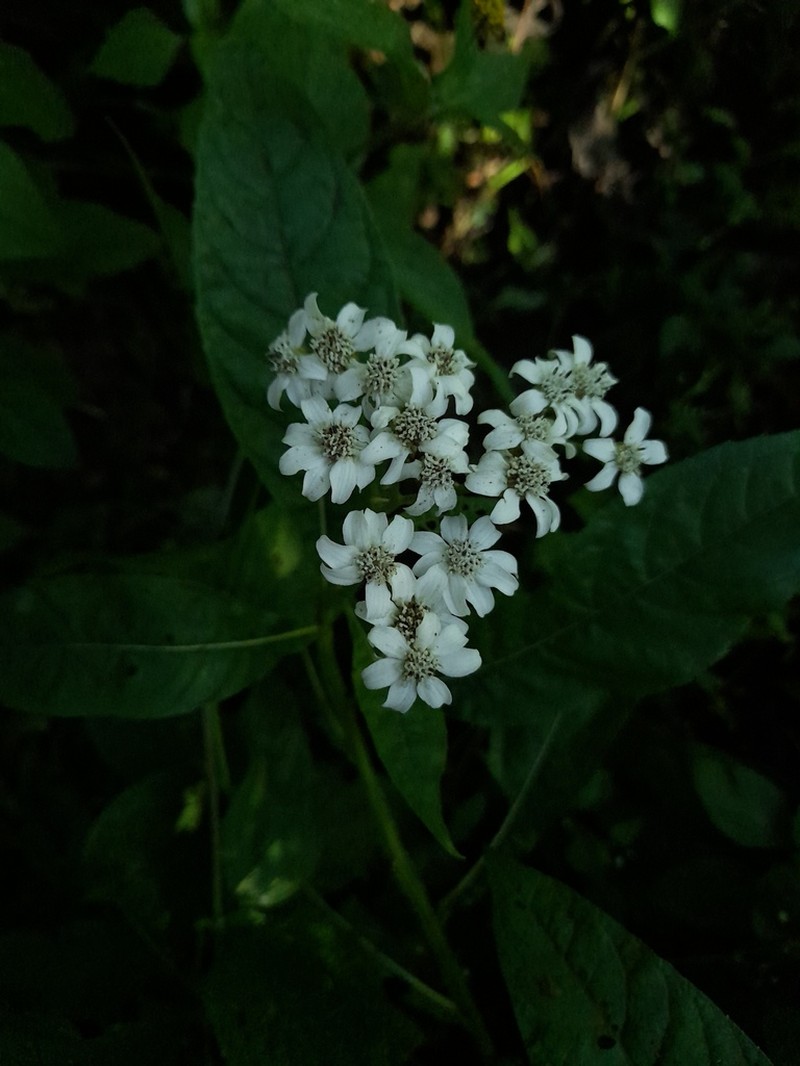 Verbesina albissima photo 7
