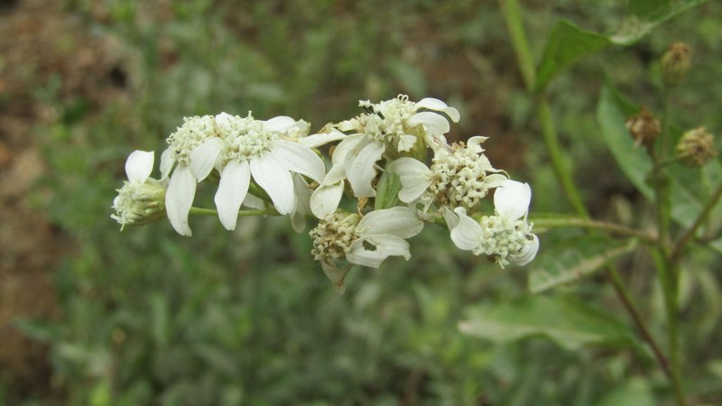 Verbesina albissima photo 8