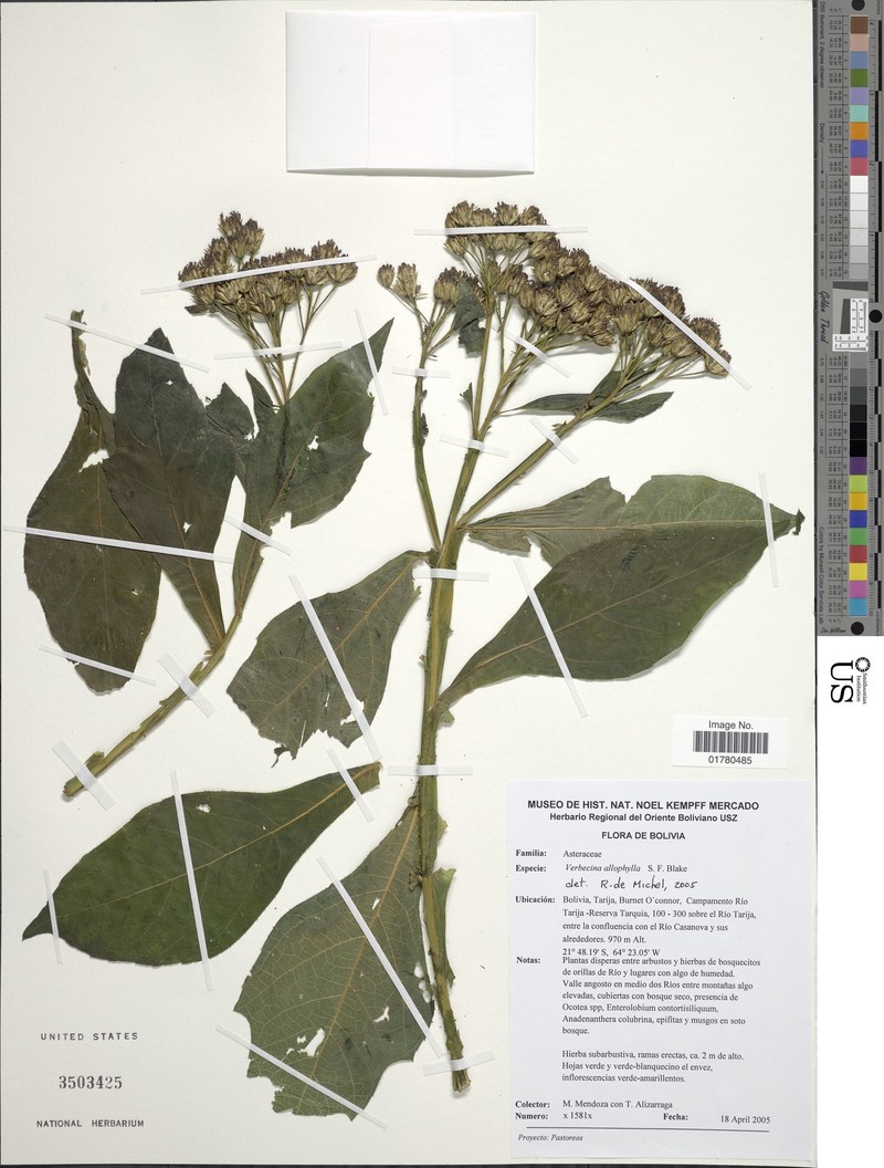 Verbesina allophylla