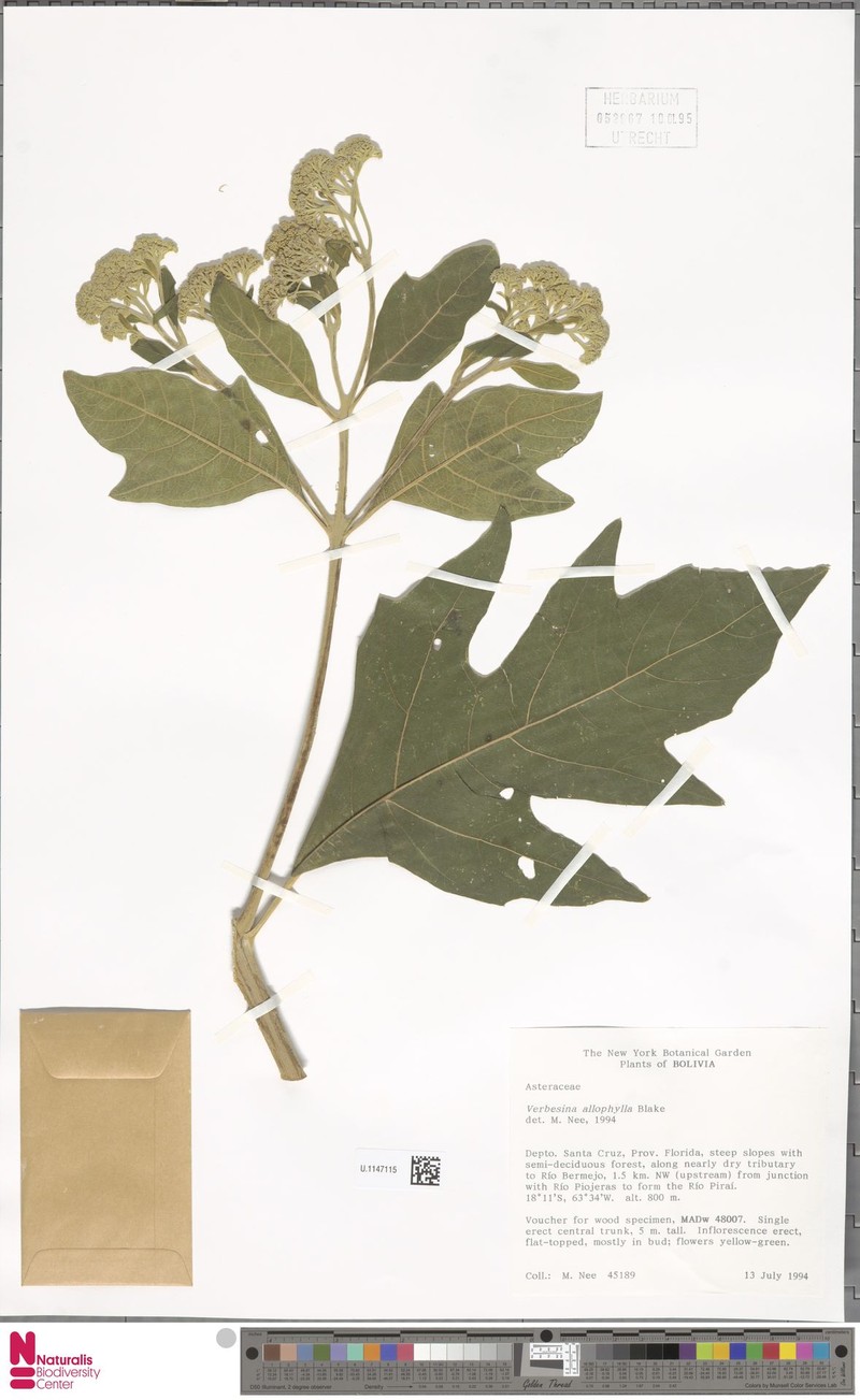 Verbesina allophylla photo 2