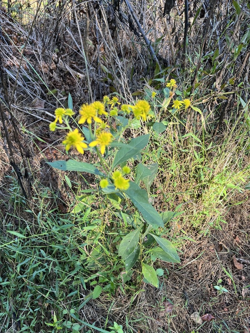 Wingstem photo 3