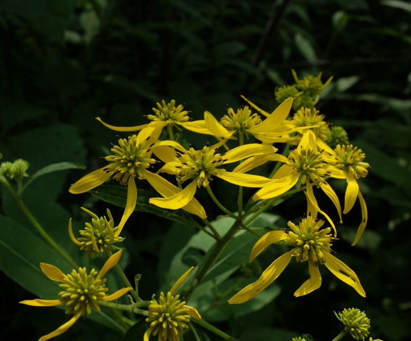 Wingstem photo 4