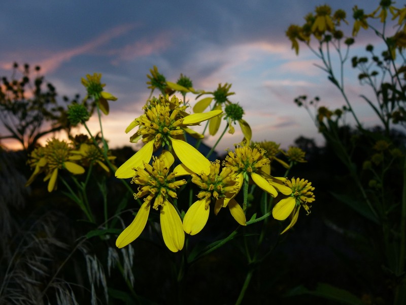 Wingstem photo 5