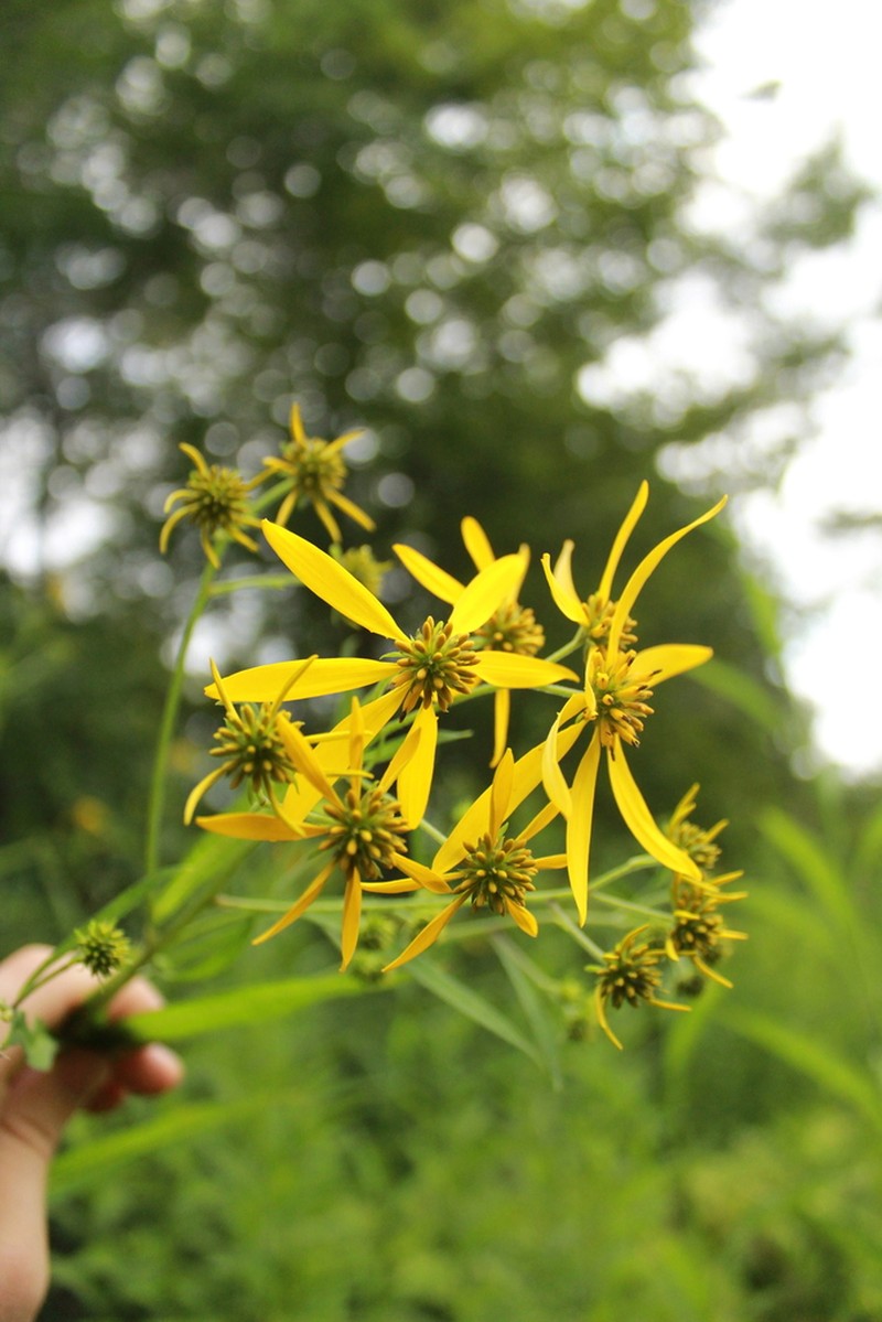 Wingstem photo 6
