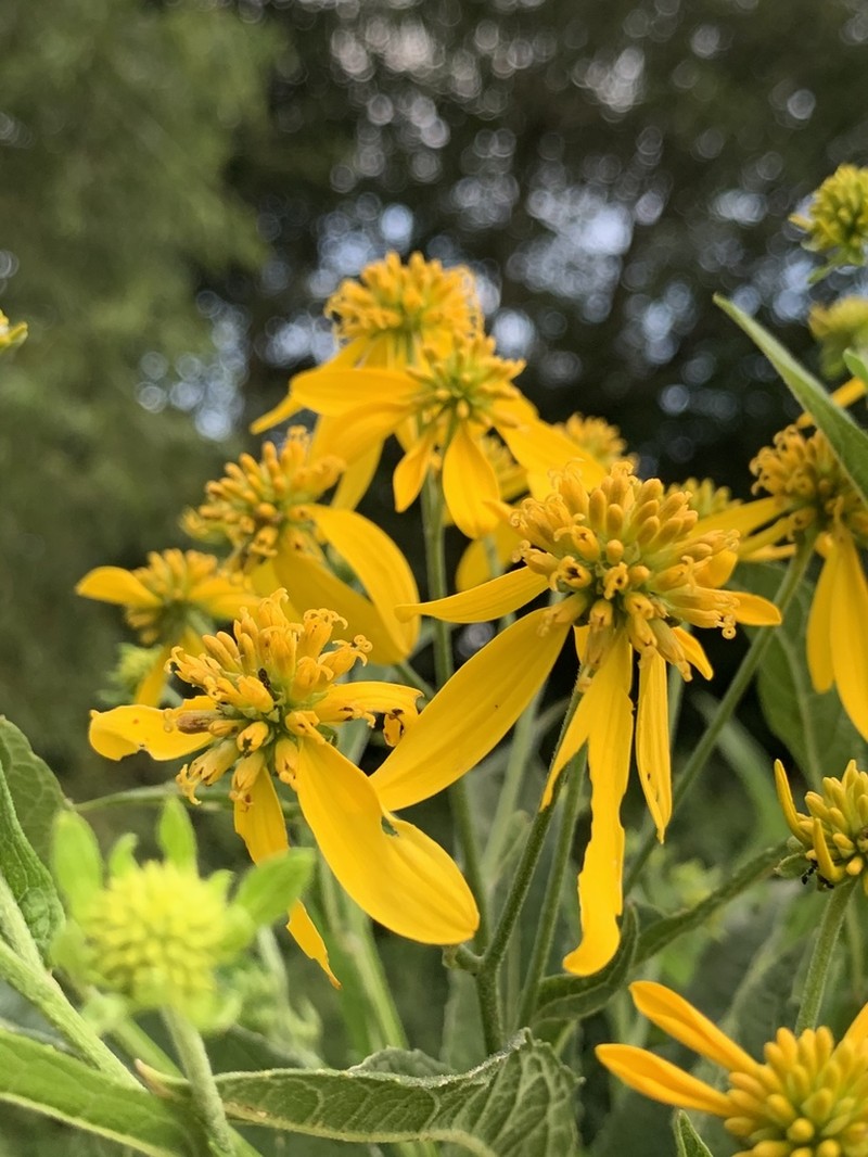 Wingstem photo 7