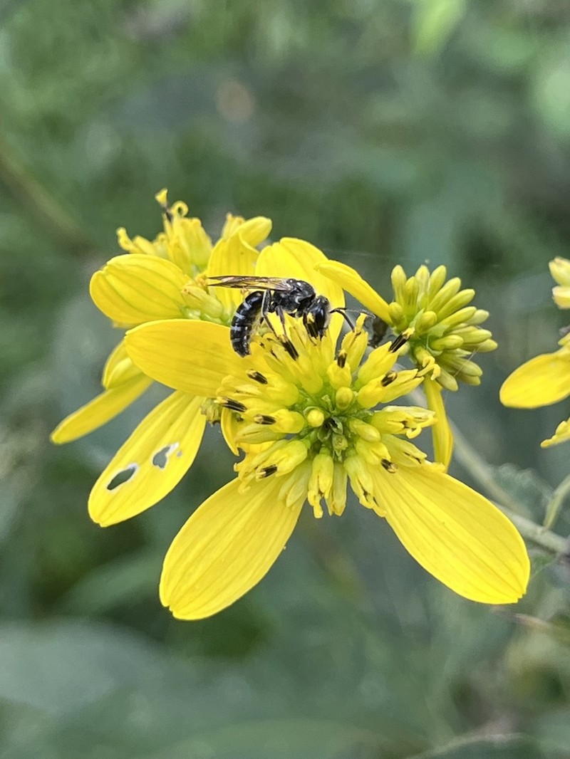 Wingstem photo 8