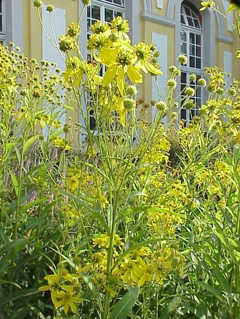Wingstem