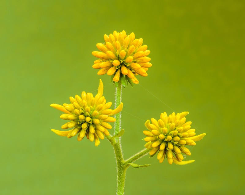 Wingstem photo 2