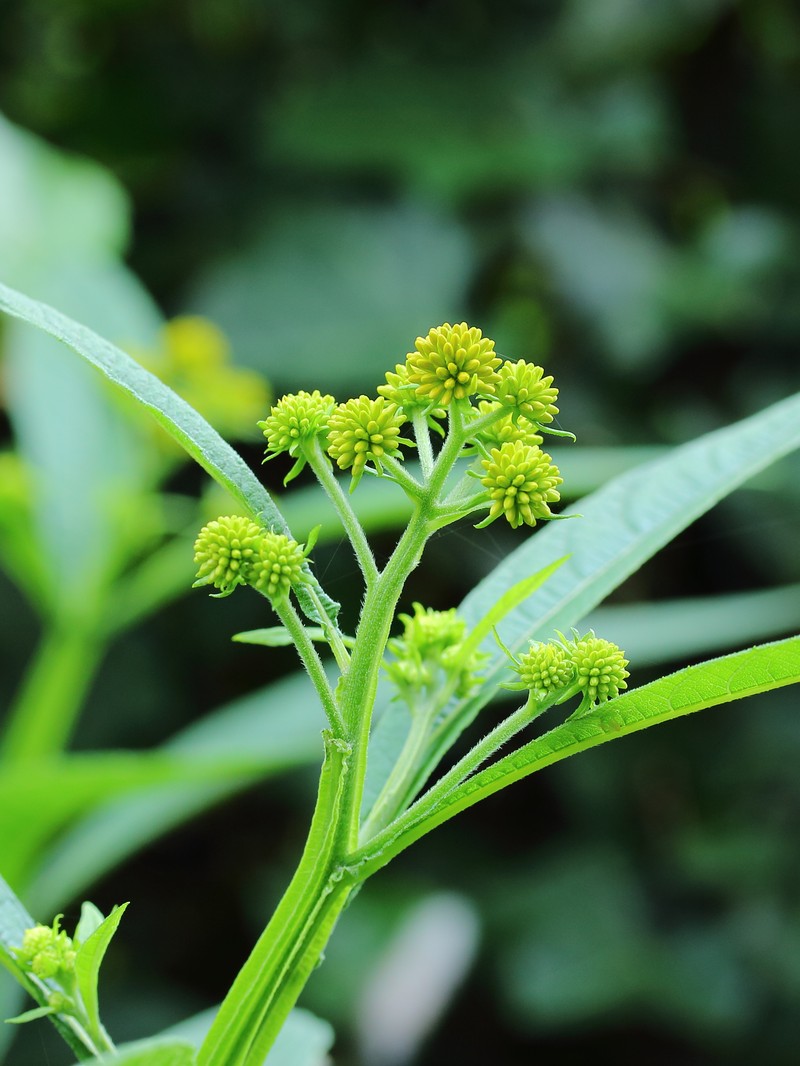 Wingstem photo 3