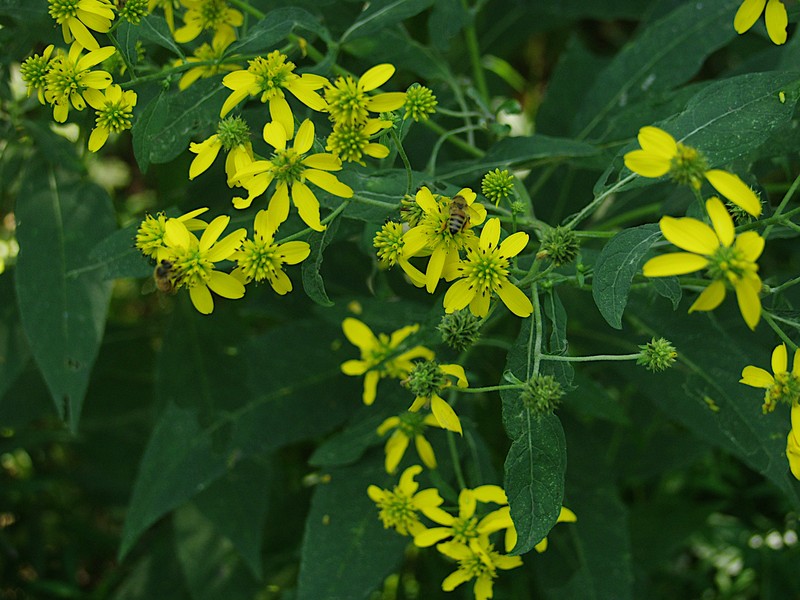 Wingstem photo 4