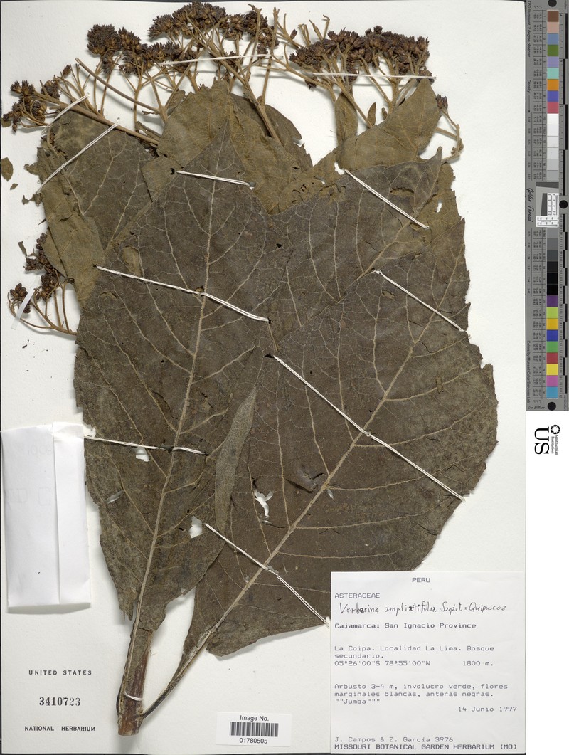 Verbesina ampliatifolia