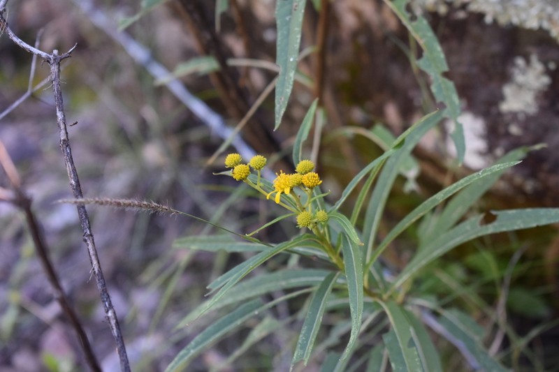 Verbesina angustifolia