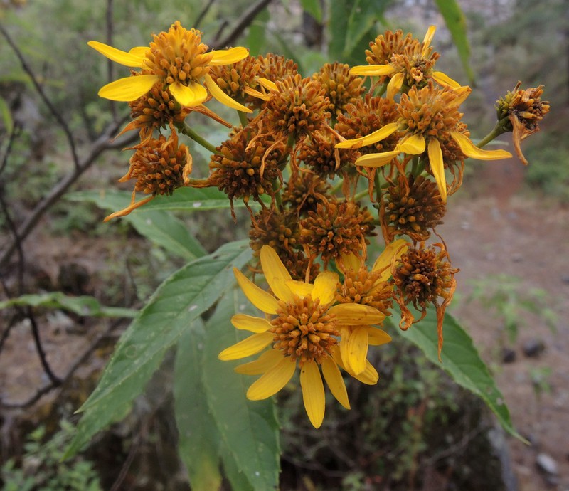 Verbesina angustifolia photo 2