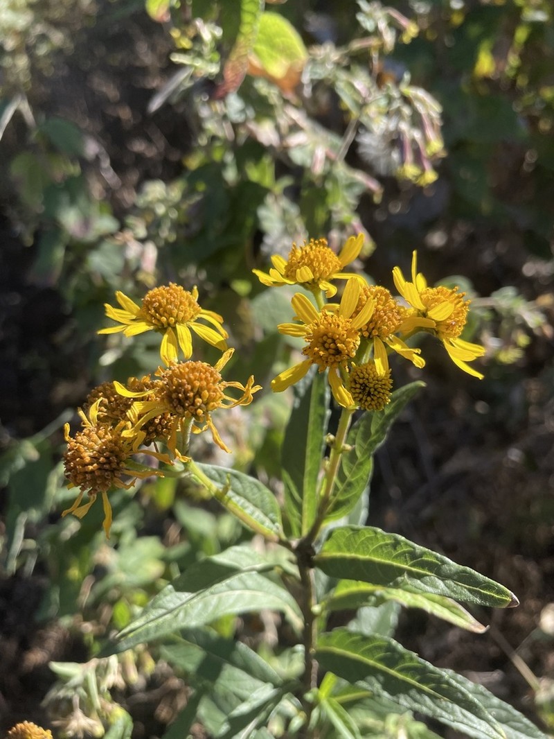 Verbesina angustifolia photo 3