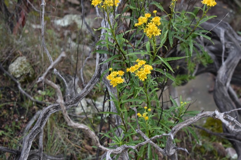 Verbesina angustifolia photo 4