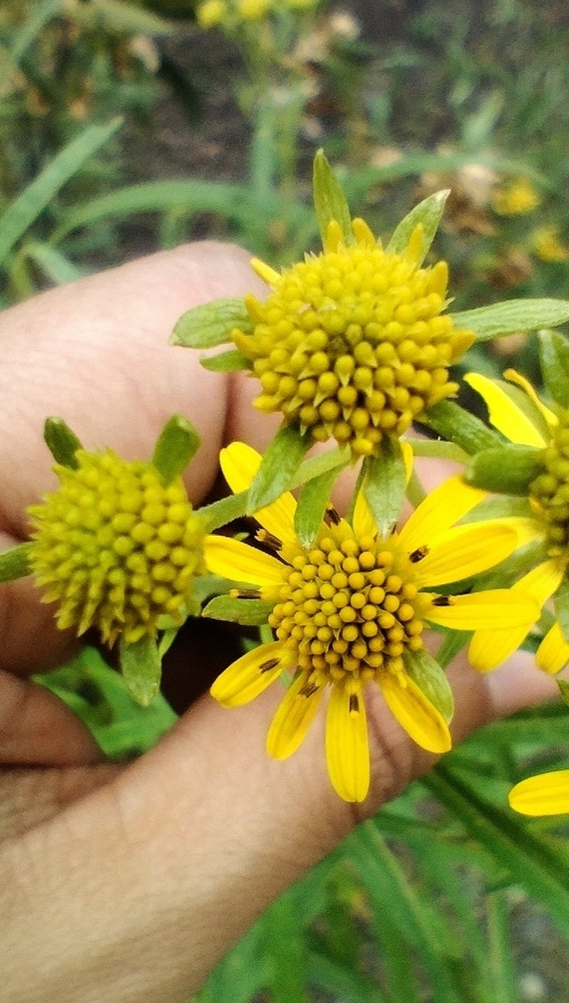 Verbesina angustifolia photo 5