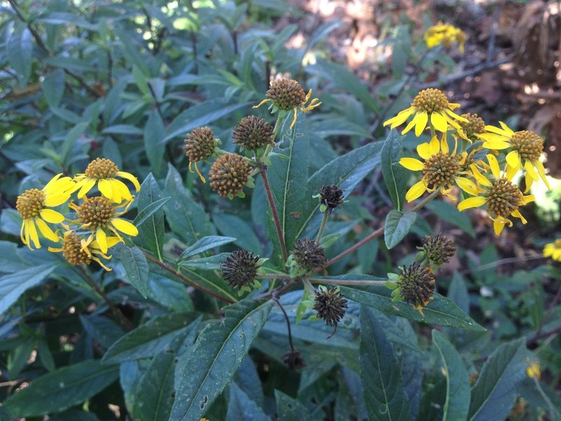 Verbesina angustifolia photo 6