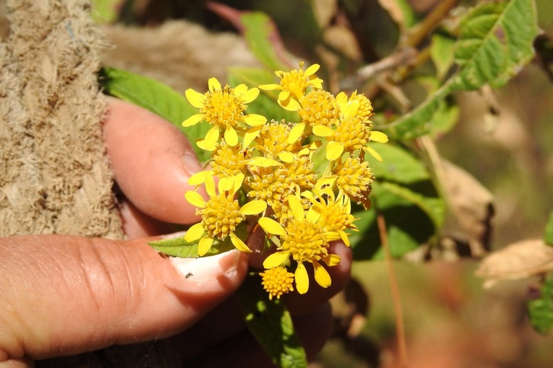 Verbesina angustifolia photo 7