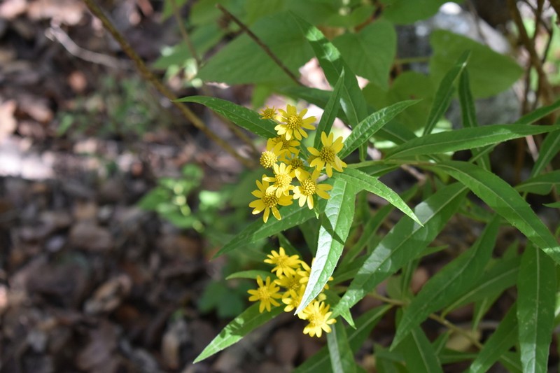 Verbesina angustifolia photo 8
