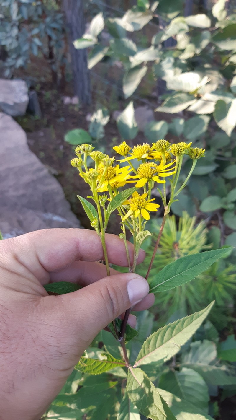 Verbesina apiculata
