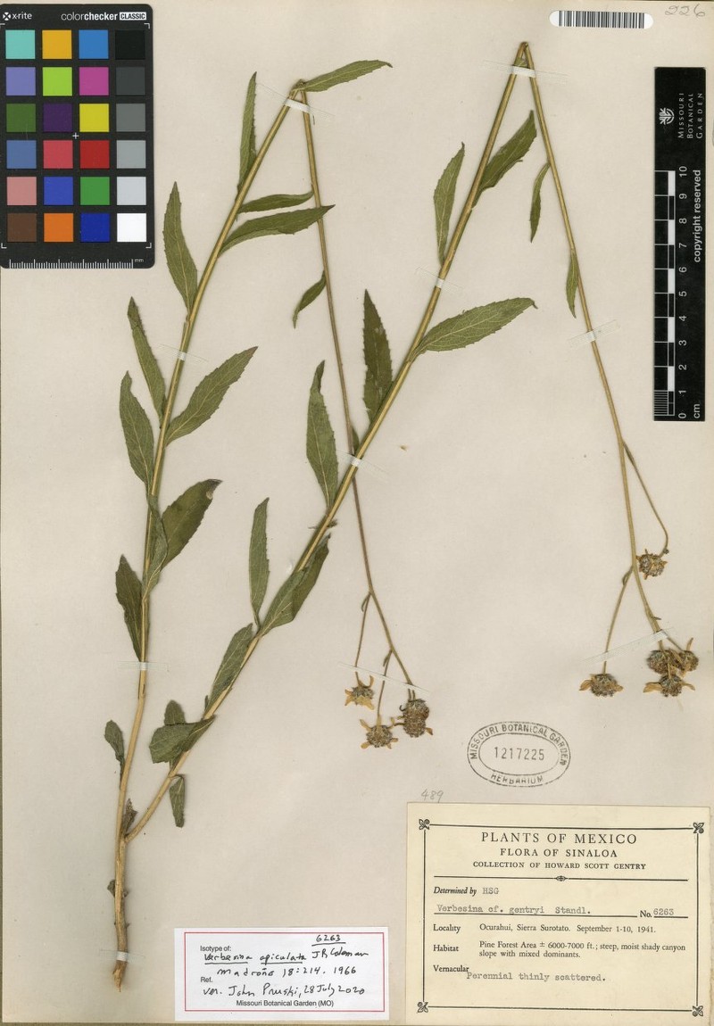 Verbesina apiculata photo 2