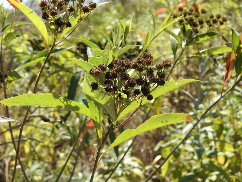 Verbesina apleura