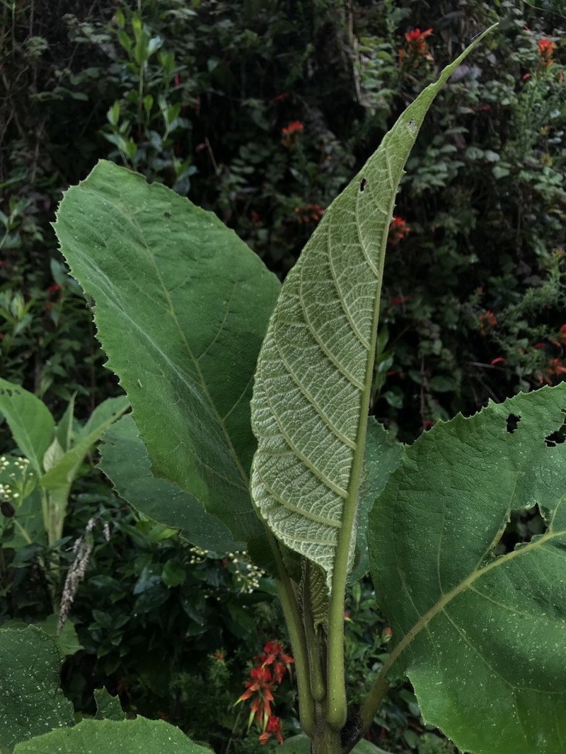 Verbesina arborea