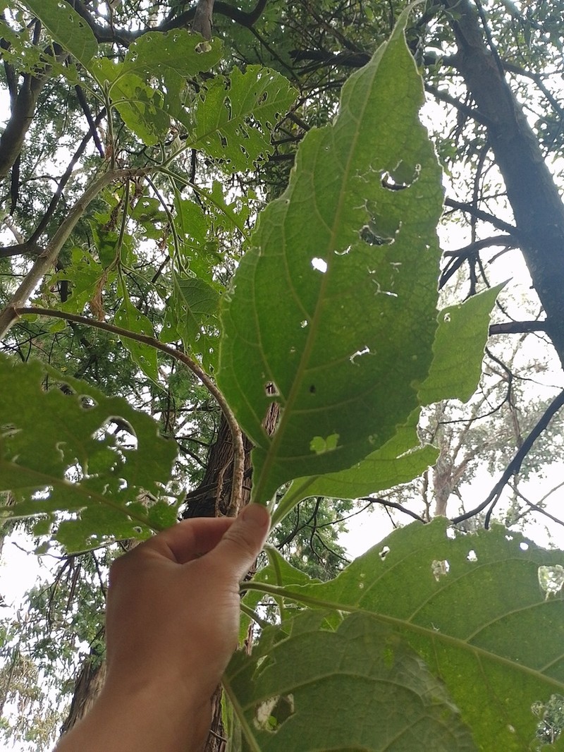 Verbesina arborea photo 2
