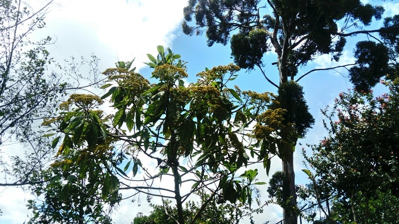 Verbesina arborea photo 3