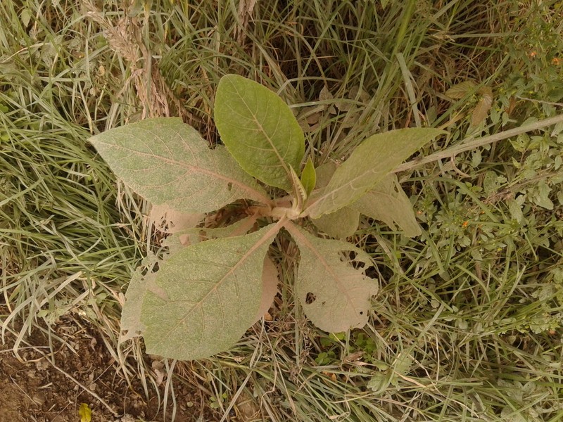Verbesina arborea photo 4
