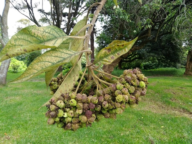 Verbesina arborea photo 5