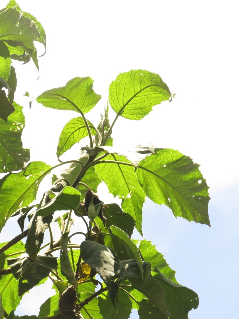 Verbesina arborea photo 6