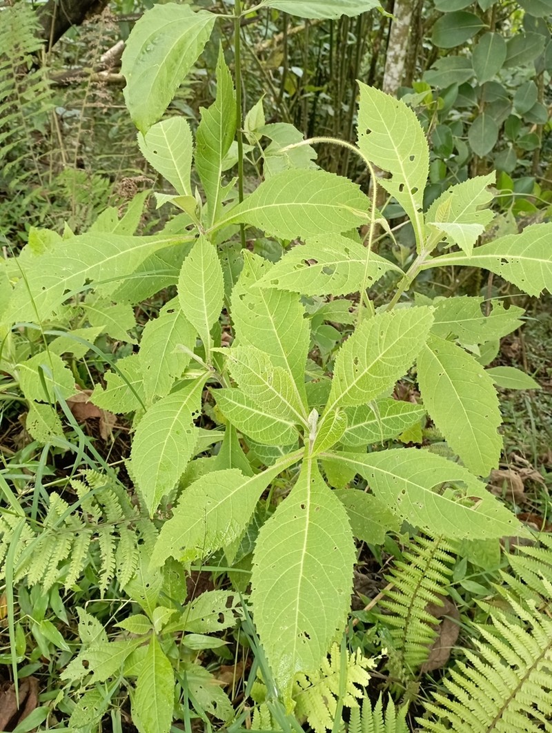 Verbesina arborea photo 7