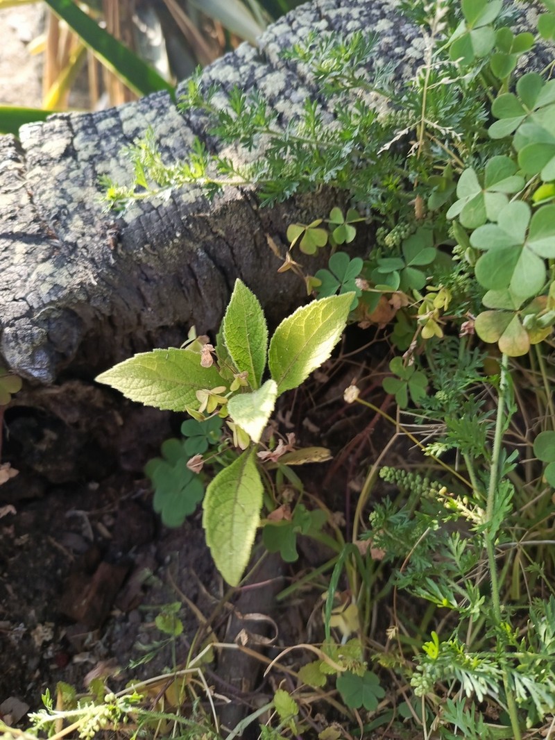 Verbesina arborea photo 8