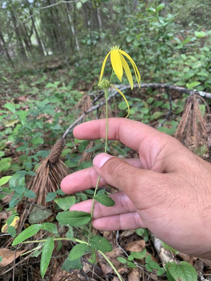 Coastal Plain Crownbeard