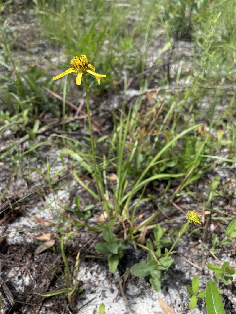 Coastal Plain Crownbeard photo 2