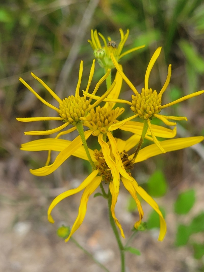 Coastal Plain Crownbeard photo 3