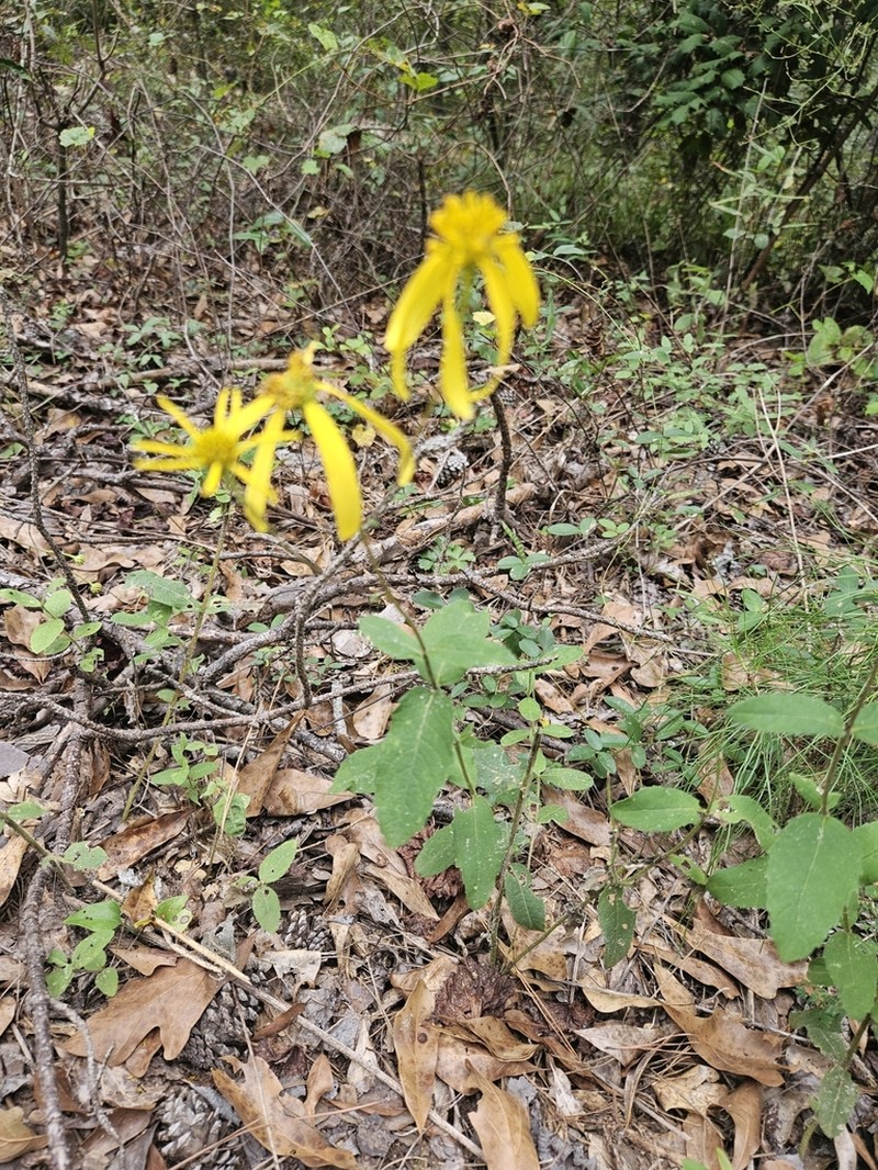 Coastal Plain Crownbeard photo 4