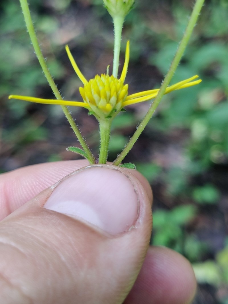 Coastal Plain Crownbeard photo 5