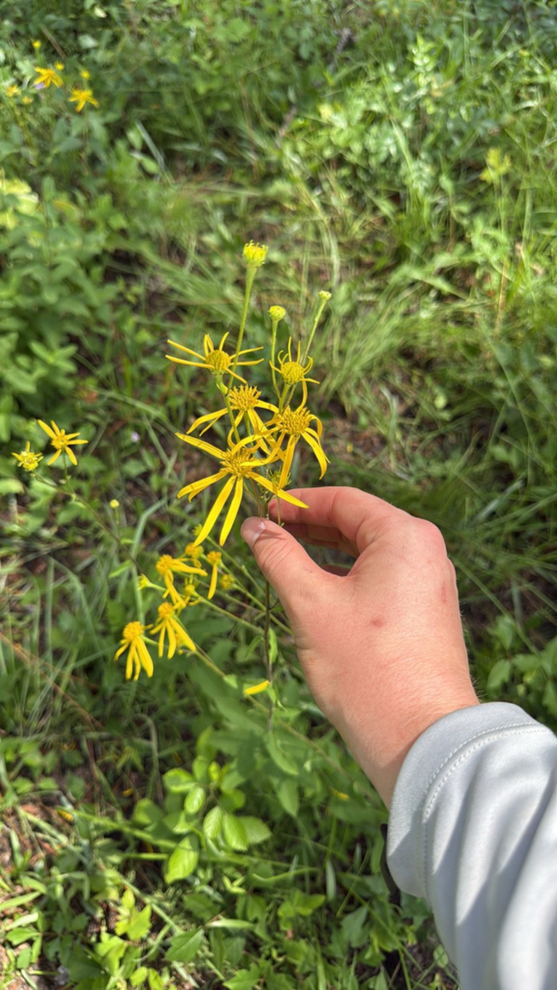 Coastal Plain Crownbeard photo 6