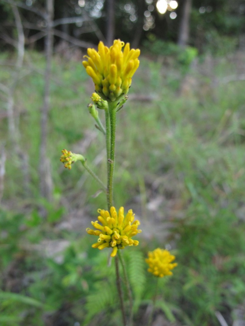 Coastal Plain Crownbeard photo 7